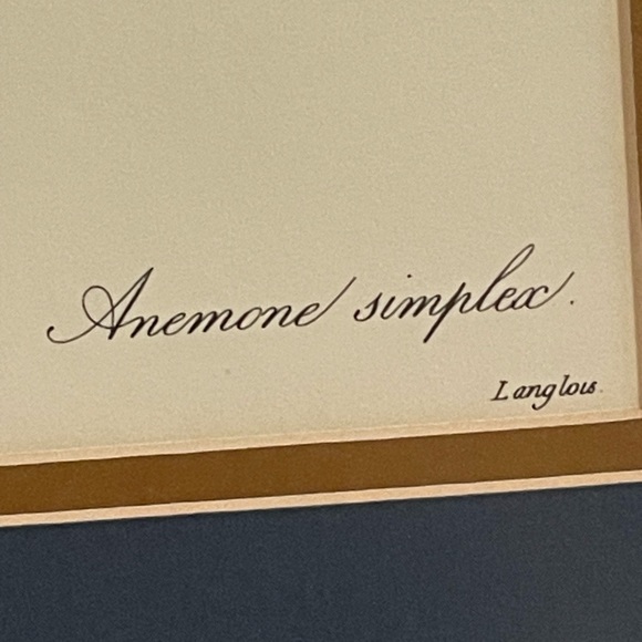 Professionally Framed Vintage Print "Anemone Simplex "by P.J. Redoute 16X13 1/2 - Picture 4 of 5